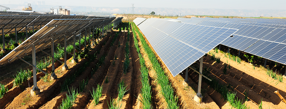 Anfänge der Agri-Photovoltaik
